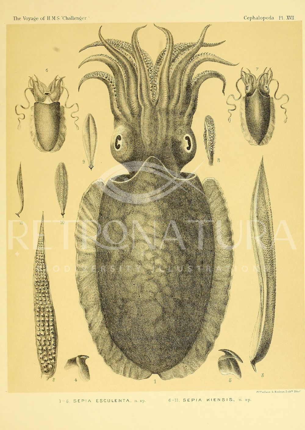 Sepia Esculenta - Image 2