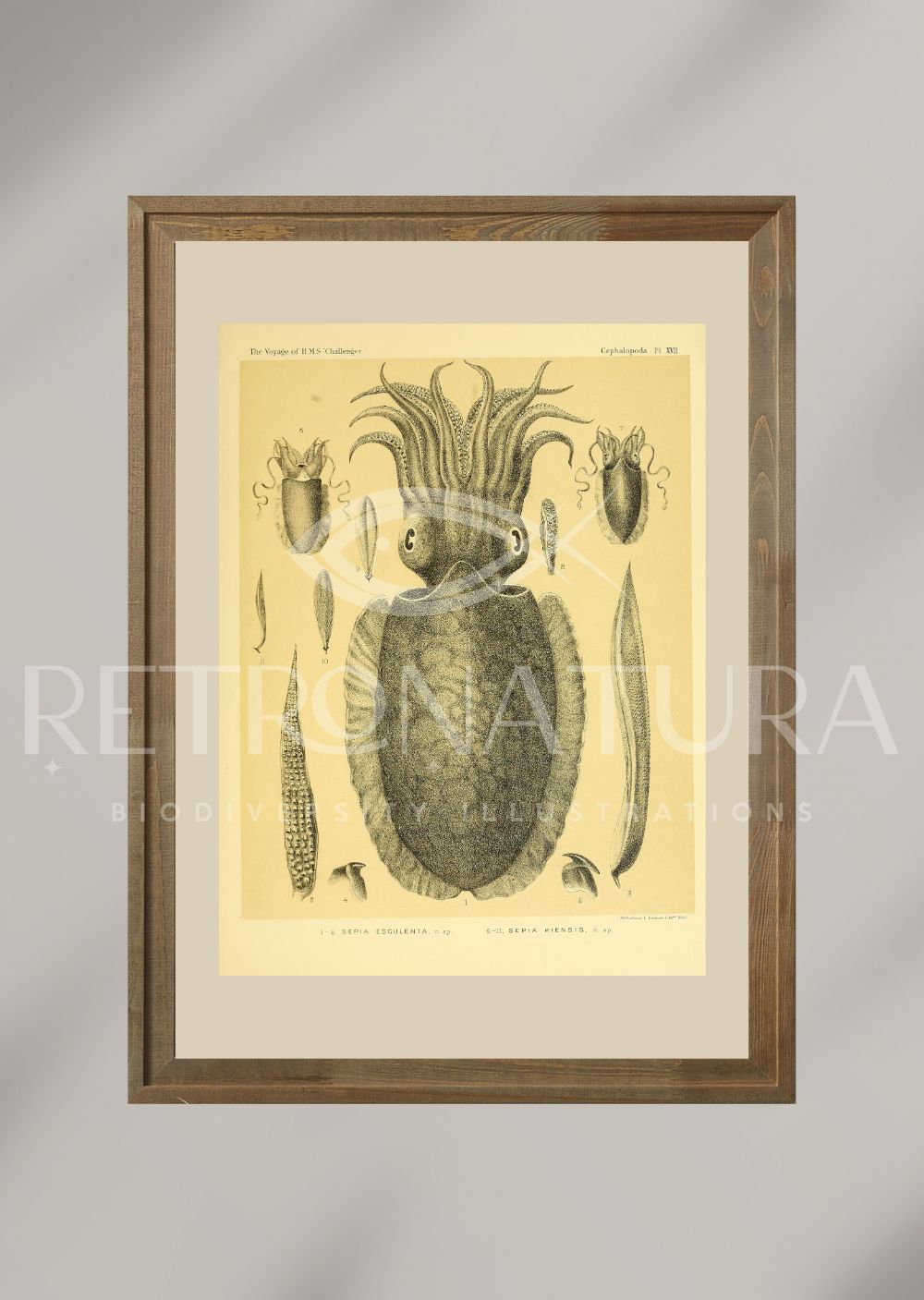 Sepia Esculenta