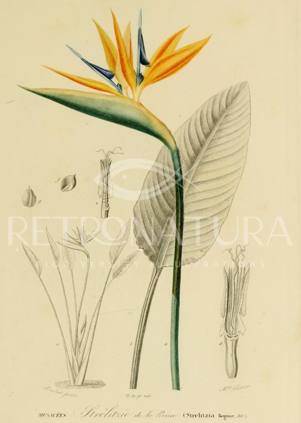 Strelitzia - Image 2