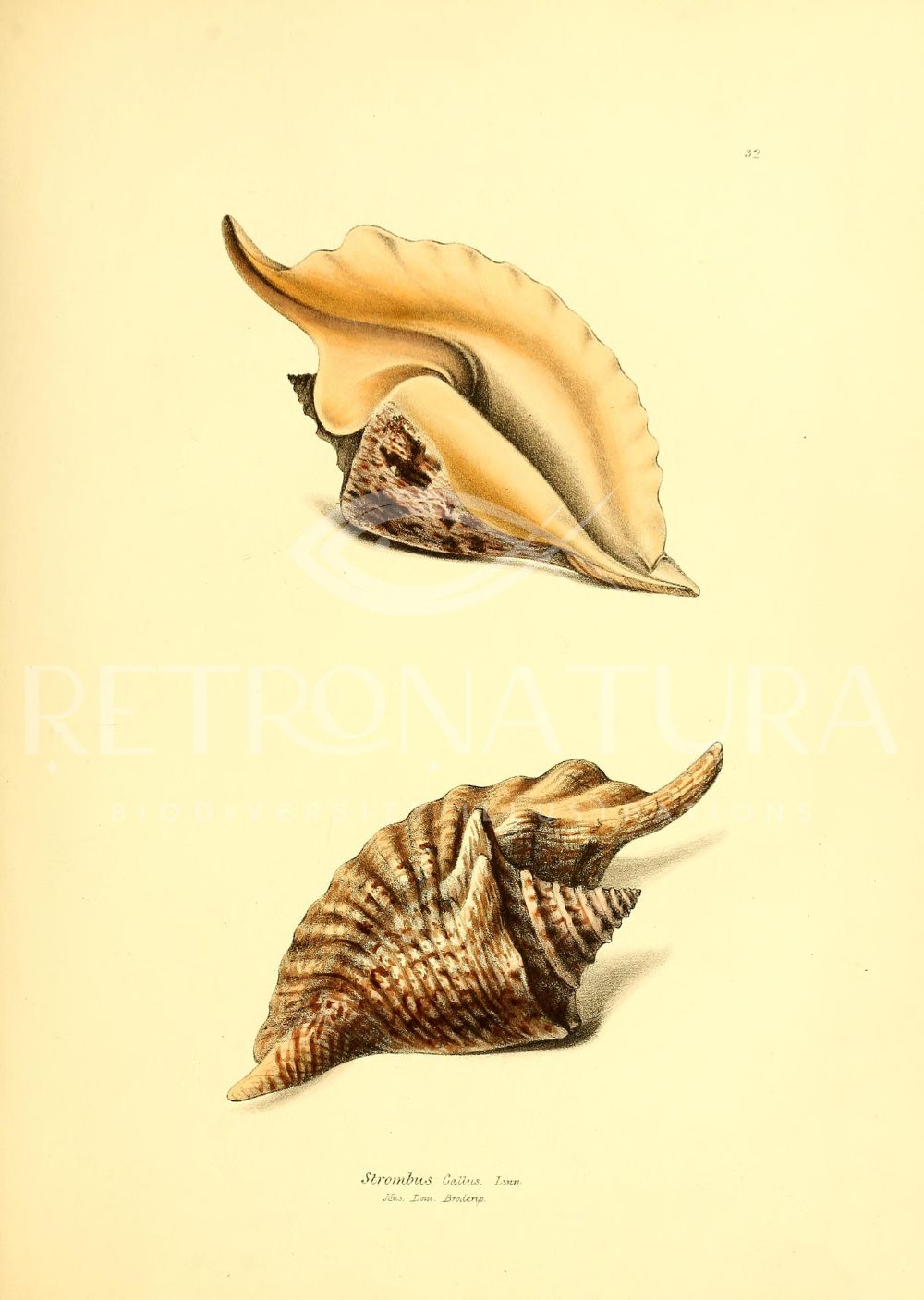 Strombus Gallus - Image 2