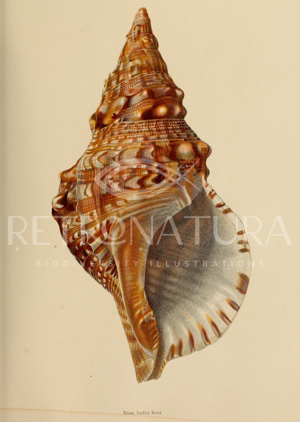 Triton Sauliae Reeve II - Image 2