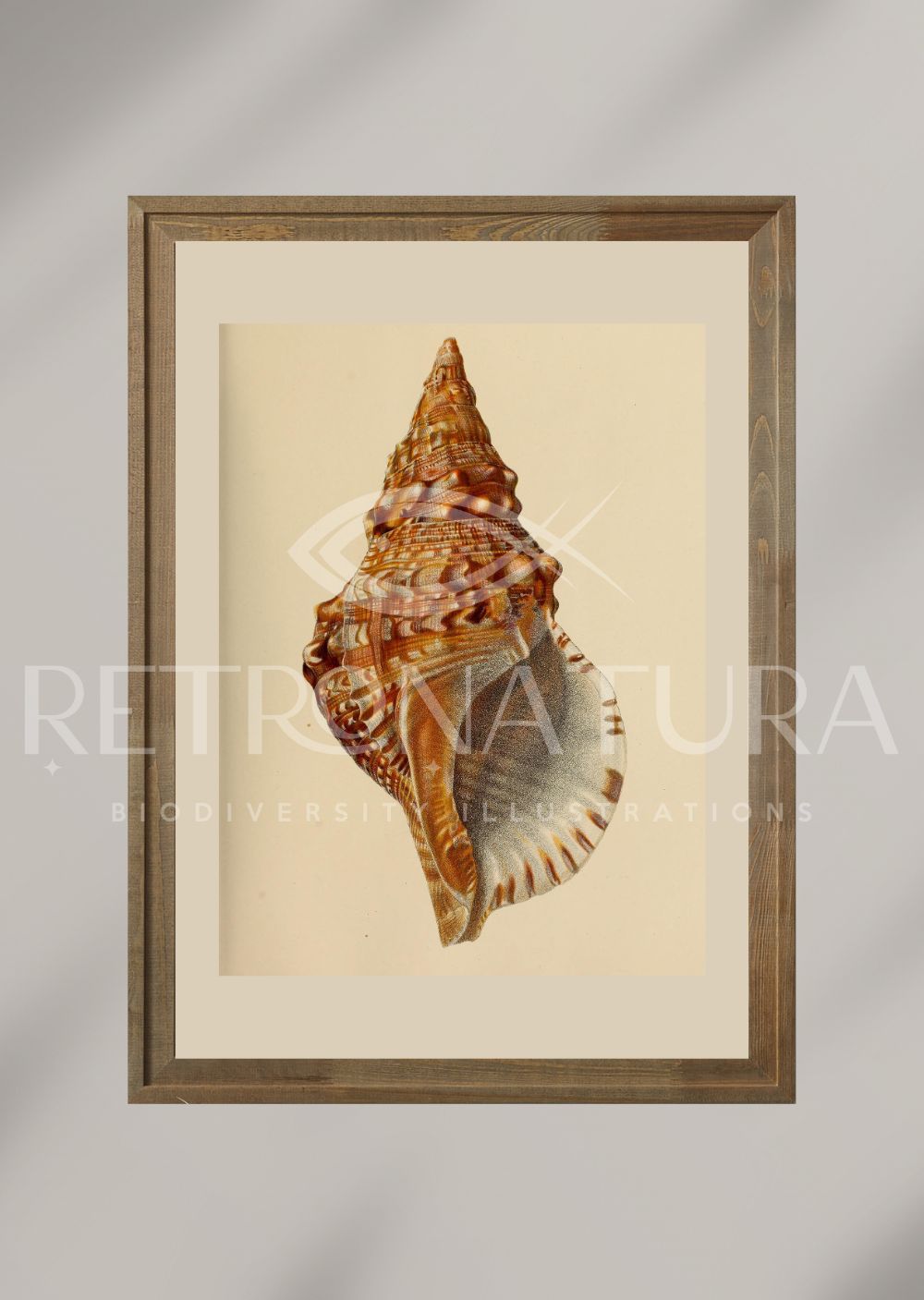 Triton Sauliae Reeve II