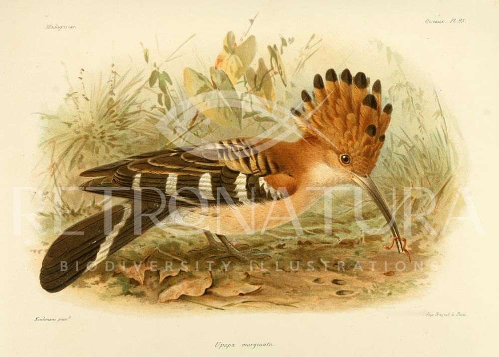 Upupa Marginata - Image 2