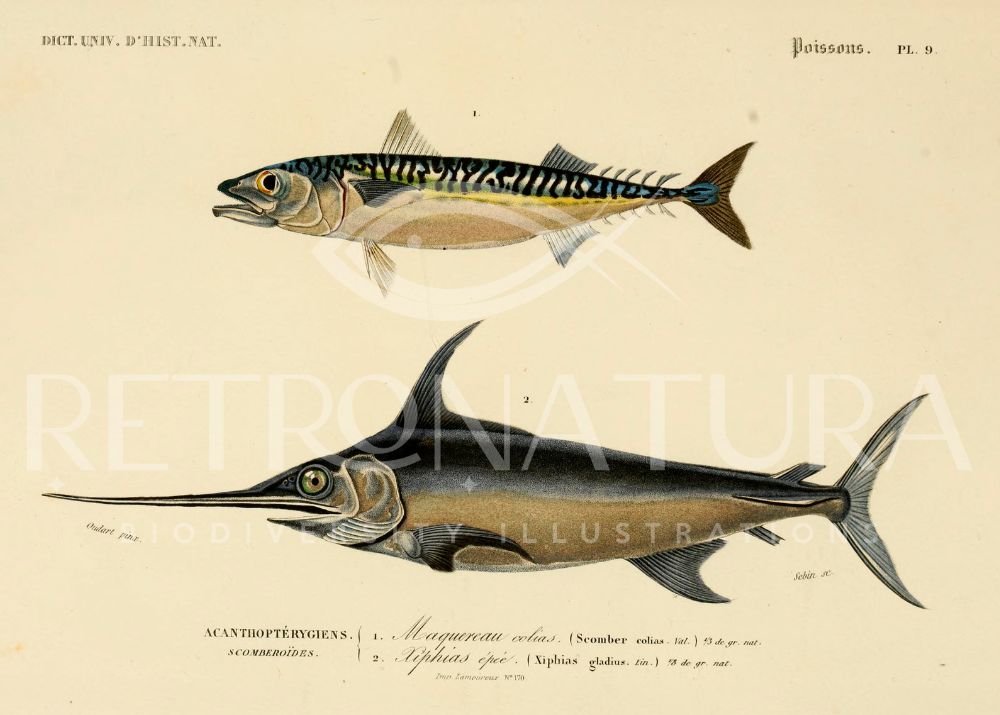 Xiphias Gladius - Image 2